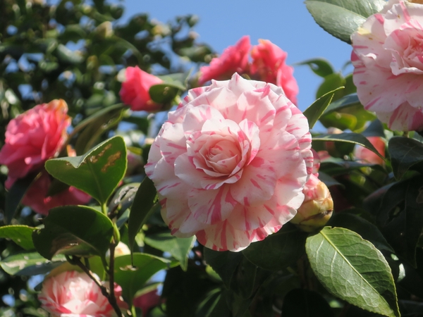 菊更紗（キクサラサ）