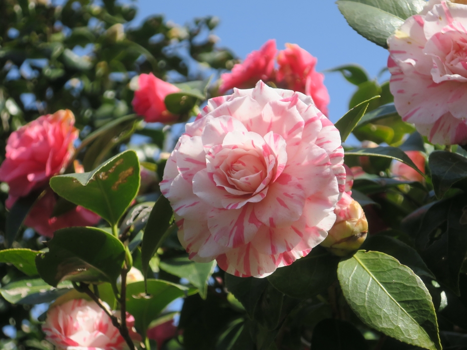 菊更紗（キクサラサ）