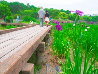 思わず行きたくなる散歩スポット「春日池公園」今年も花菖蒲が咲き誇る