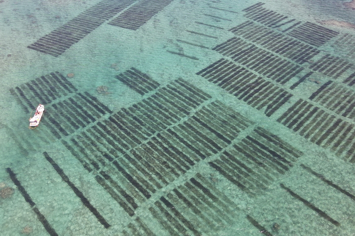 沖縄の美しい海に広がるもずく畑