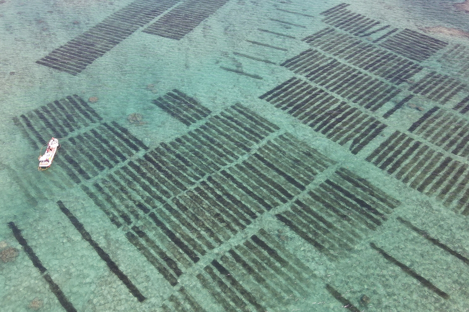 沖縄の美しい海に広がるもずく畑