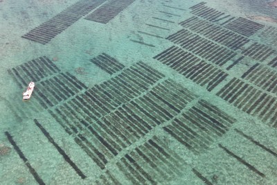 沖縄の美しい海に広がるもずく畑