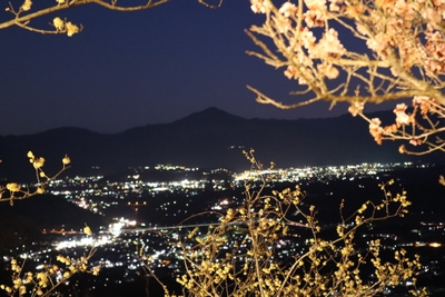 長瀞宝登山臘梅ライトアップ　イメージ1