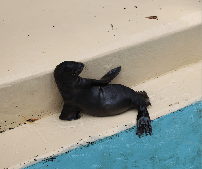 カリフォルニアアシカの赤ちゃん