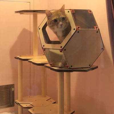 にゃんこカプセル使用例