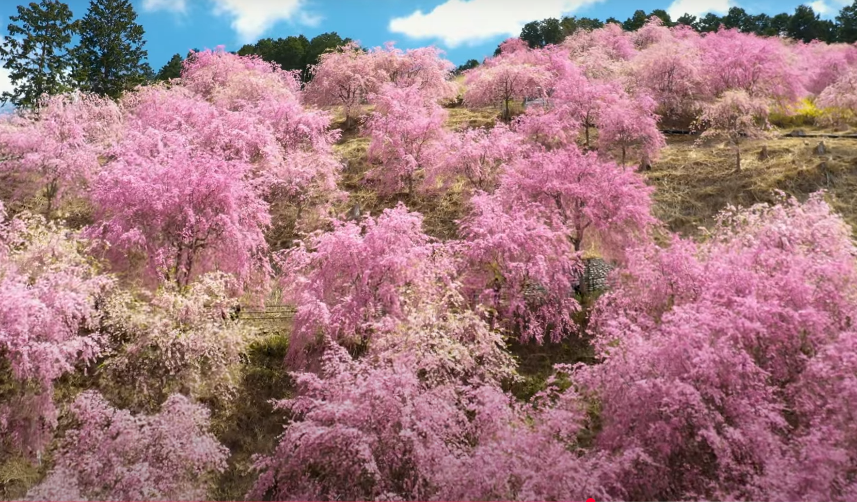 【1日限定】奈良・高見の郷で「しだれ桜1,000本」を地上から
ヘリコプターで「世界遺産・吉野山の3万本の桜」を空から
