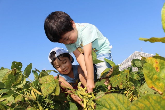 季節野菜の収穫体験