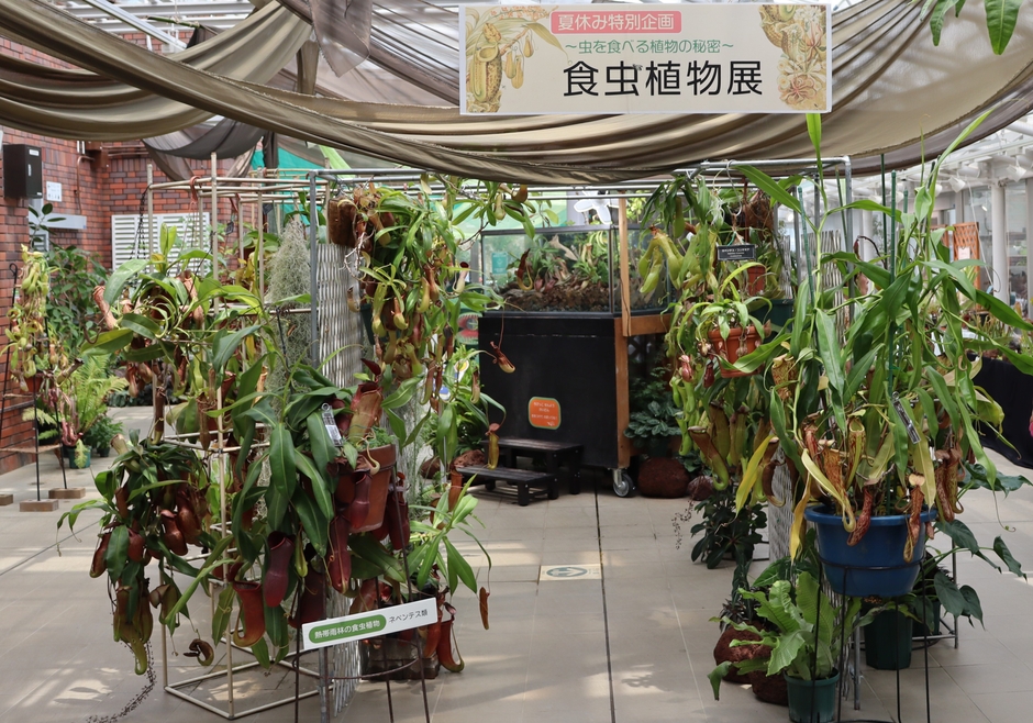 「食虫植物展」（令和６年撮影）
