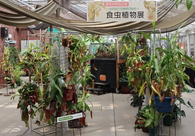 「食虫植物展」（令和６年撮影）