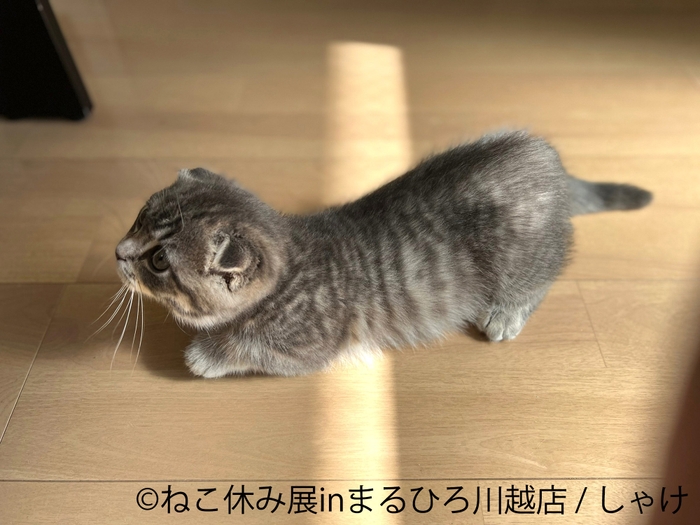 展示作品:しゃけ