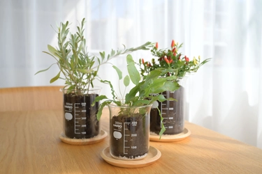 実験用ビーカーが植物用の鉢に！ 「ビーカーの穴あき鉢」新発売
