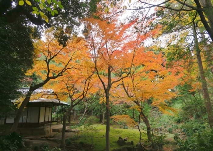 茶庭の紅葉