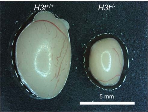 図2(文末にキャプション説明があります)