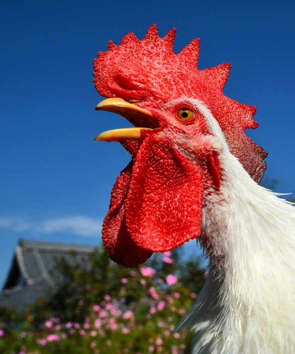 【入賞】Fささみさん_天高し矮鶏の雄叫び国訛り