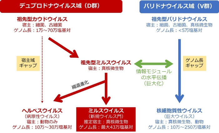 ミルスウイルスの概要 