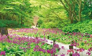 六甲山高山植物園