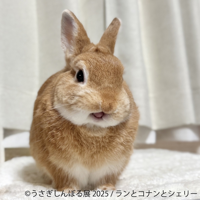 展示作品：ランとコナンとシェリー