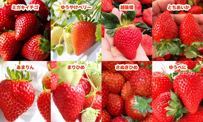 192人限定！“全国8種のいちごを食べ比べ”を楽しめるイベントが 2/20(木)Yokohama Strawberry Festivalで開催決定！