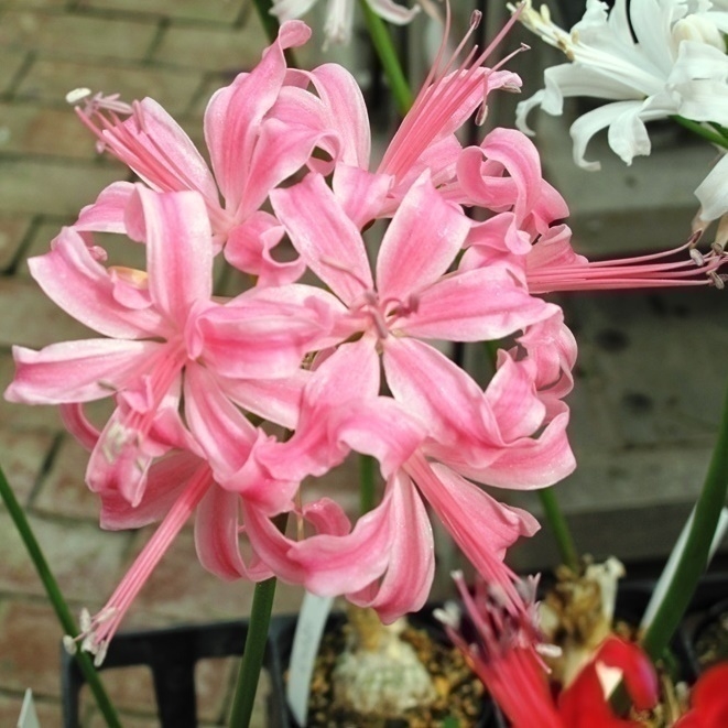 ダイヤモンドリリー アップ画像