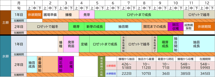 図3：水耕栽培と土耕栽培の栽培歴および栽培期間の比較