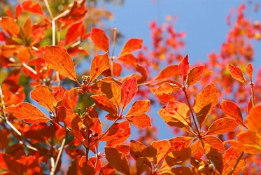 六甲高山植物園 一足早く「紅葉」が見頃！ 夜間イベント「ひかりの森～夜の芸術散歩～」も開催中