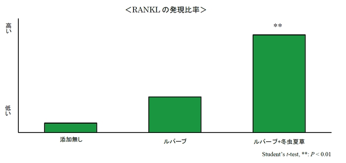 RANKLの発現比率