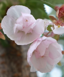 桜を通じて福島・東北等を応援する「さくらプロジェクト」 福島で育てた桜「はるか」を岩手県陸前高田市へ寄贈