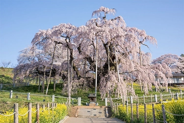 ヤマザクラやカワヅザクラ、そして日本三大桜の知名度は？ ～阪急交通社が桜の木やお花見に関する調査結果を公開～