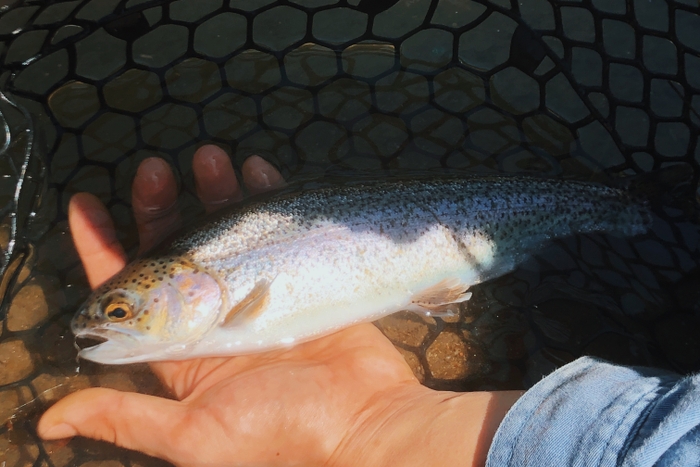 管理釣り場で釣れるニジマス