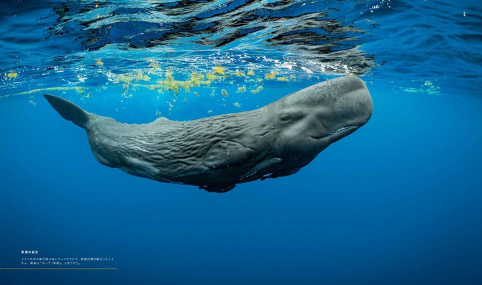 『クジラ 海の巨人』中面