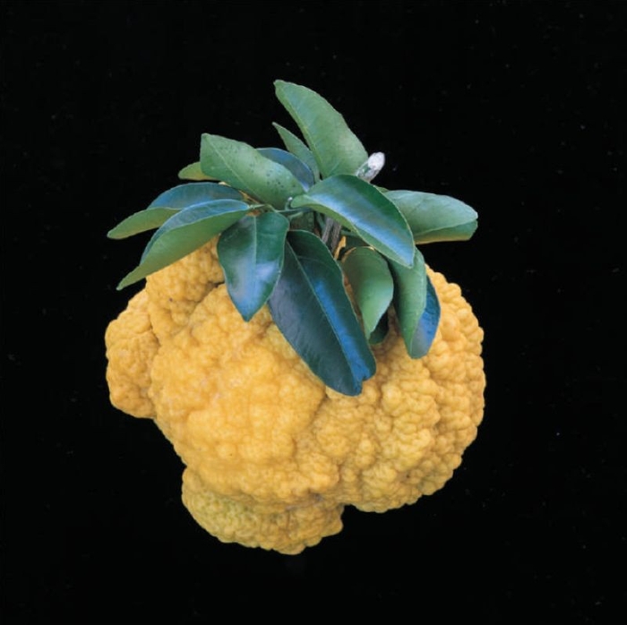 「しし柚子(鬼柚子)」通常の柚子の10倍とも言われる大きさ。魔除けや邪気払いの縁起物として飾られることが多いよう。