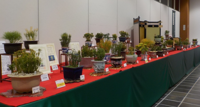 松葉蘭展の様子(2022年撮影)