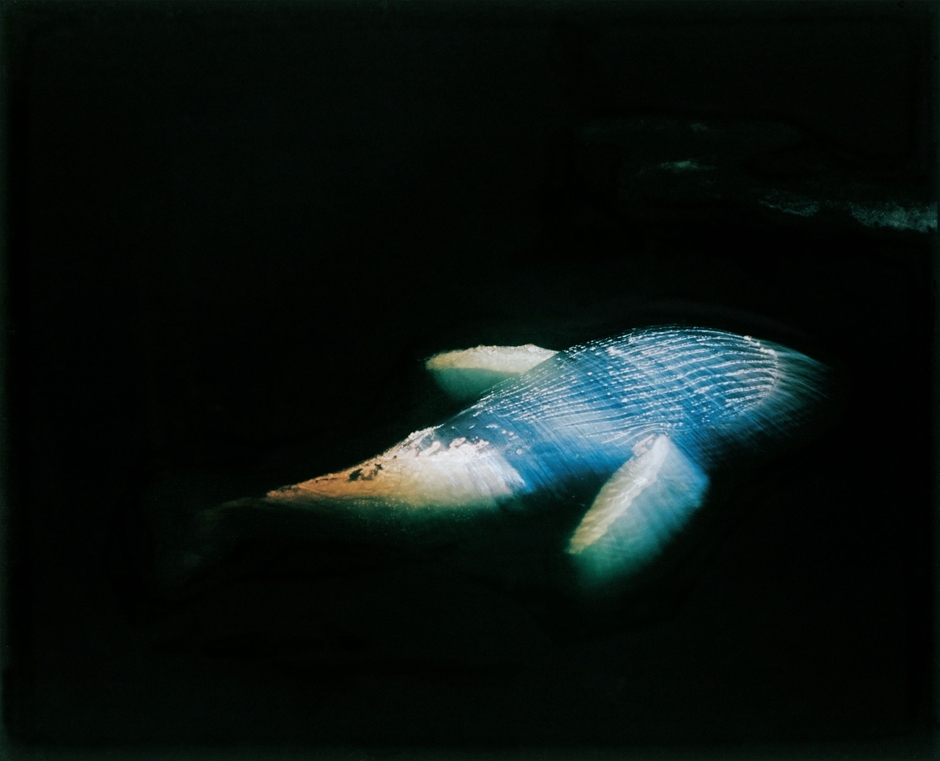 「知床半島」より from the series "Shiretoko Peninsula" 2017