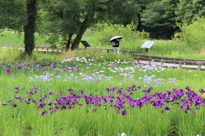 水生植物園 はなしょうぶ園（令和４年撮影）