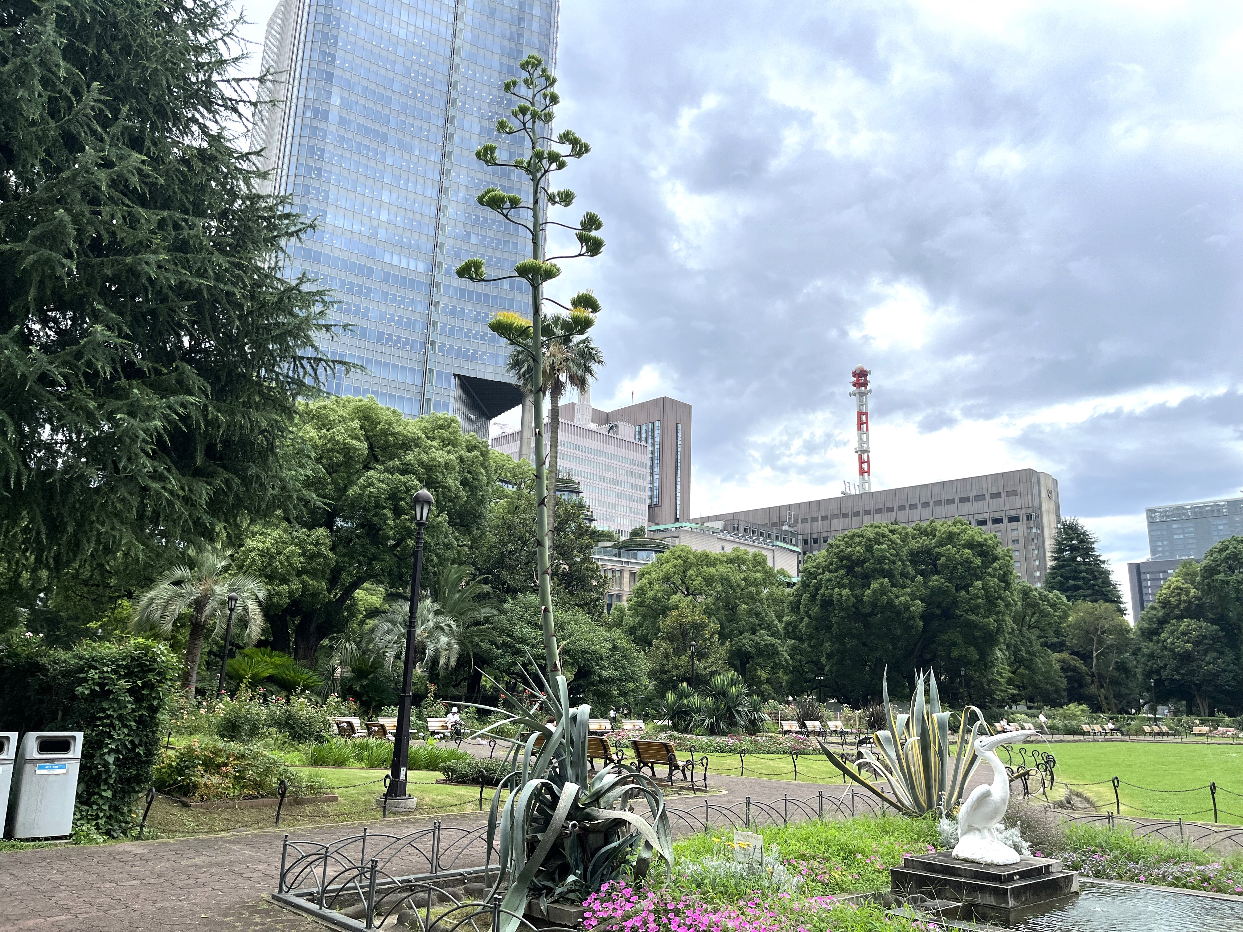 日比谷公園のアオノリュウゼツラン（2024年7月11日撮影）