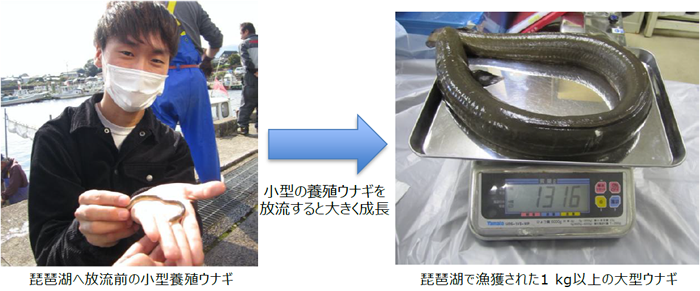 琵琶湖に養殖ウナギを放流すると大きく成長することを明らかに ダム上流域の湖沼が養殖ウナギの放流場所に適している可能性を提示