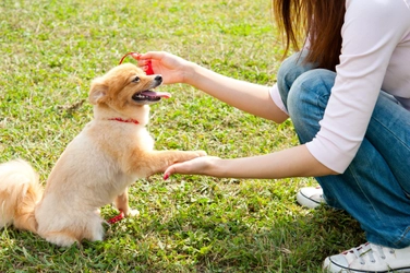 犬のしつけを言葉で行うためのポイント