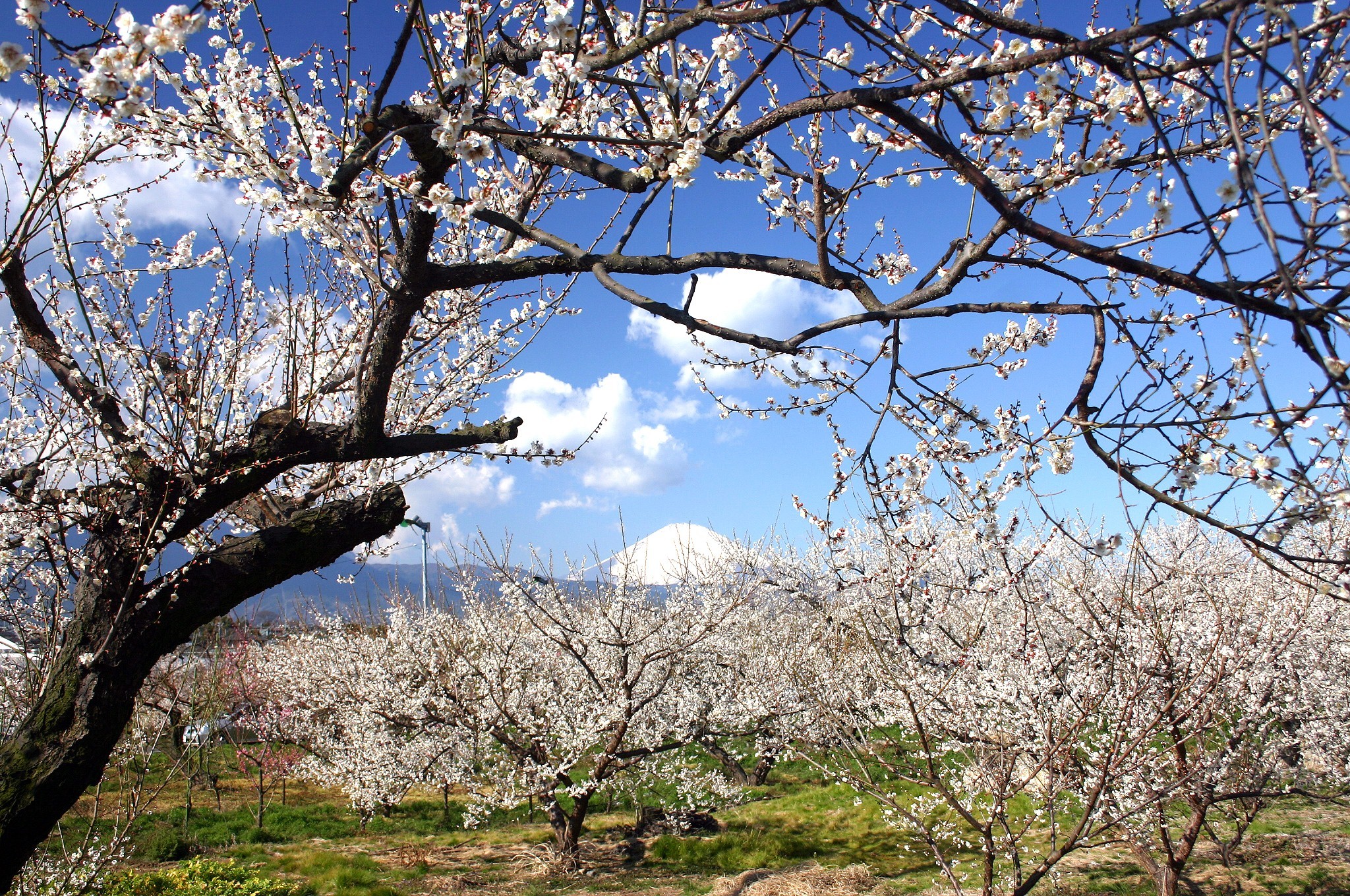 梅の園？ いいえ、「梅の海」です。歌舞伎の人気演目「曽我兄弟」ゆかりの地で梅の香りに包まれる一日＜ホテルグリーンプラザ箱根＞