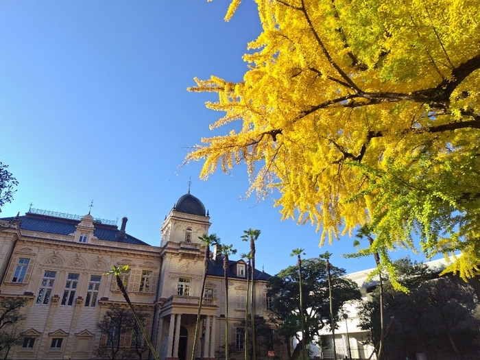 洋館とイチョウの黄葉(昨年の様子)