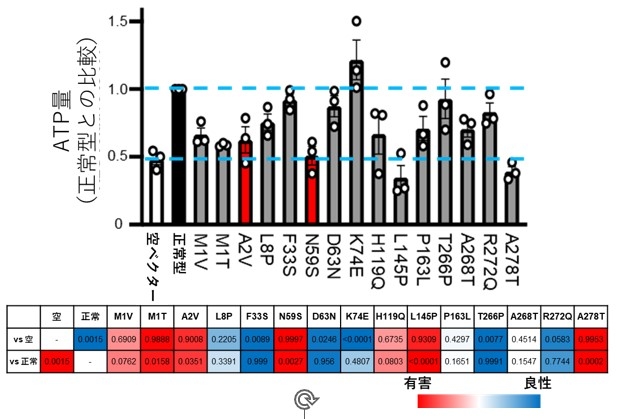 図2.ATP量を指標としたバリアントの簡便かつ網羅的解析　ECHS1遺伝子欠損細胞に、空ベクターまた正常型遺伝子、バリアントを含む遺伝子（アミノ酸位置で表記）を導入し、ATP量の変化を解析した。統計解析を行ったデータを色付きで、下段の表に示した。赤が濃いほど有害であり、青が濃いほど良性であると考えられる。