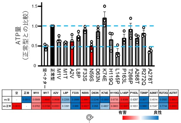 図2.ATP量を指標としたバリアントの簡便かつ網羅的解析 ECHS1遺伝子欠損細胞に、空ベクターまた正常型遺伝子、バリアントを含む遺伝子(アミノ酸位置で表記)を導入し、ATP量の変化を解析した。統計解析を行ったデータを色付きで、下段の表に示した。赤が濃いほど有害であり、青が濃いほど良性であると考えられる。