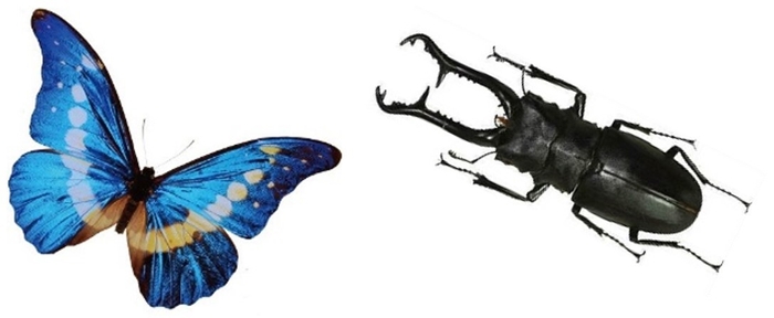 モルフォチョウ(標本)とギラファノコギリクワガタ(生体)