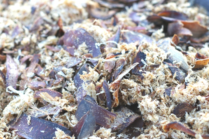 うまぶしアスパラ(4)