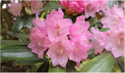六甲高山植物園 ベストシーズン到来！ 花木の王様 ツクシシャクナゲが見頃です