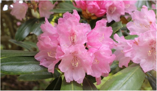 六甲高山植物園 ベストシーズン到来！ 花木の王様 ツクシシャクナゲが見頃です