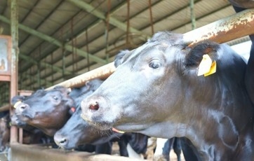 こだわりの和牛仕入れ　2