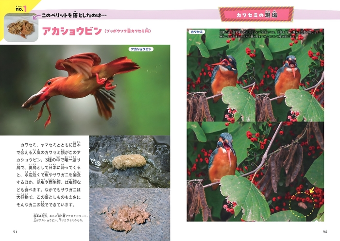 これ、だれの落としもの?(ペリット編)