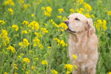 なぜ犬は草を食べてしまうのか？その理由とは？