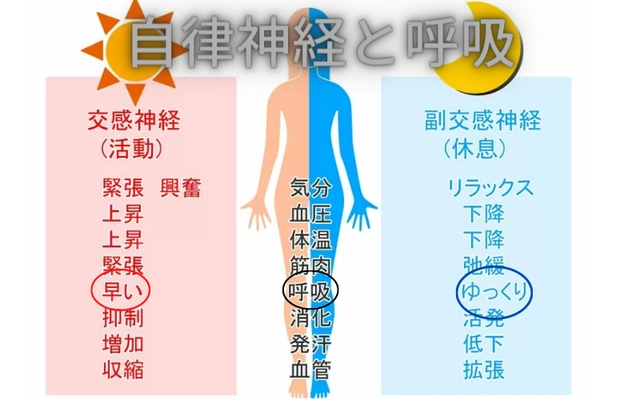 過換気症候群を引き起こす原因を自律神経の視点で解説｜堺市いたわり健康院 さかい快福整体堂