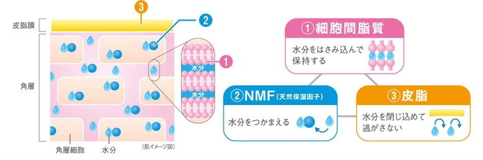 皮膚のバリア機能に着目した低刺激性の高保湿化粧品